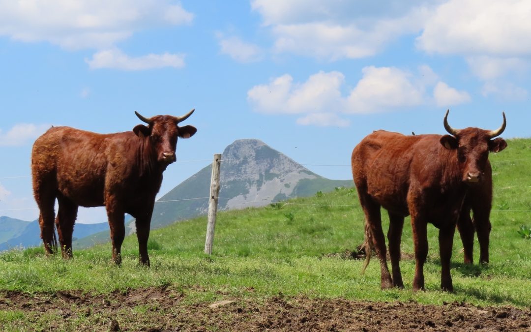 Séjour Rando dans le Cantal été 2023