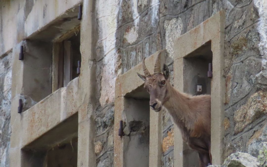 Séjour Rando dans le Mercantour été 2025